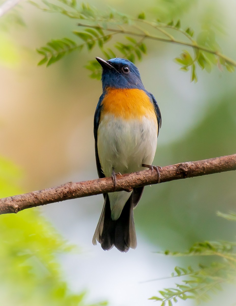 Blue-throated Flycatcher - ML495668521