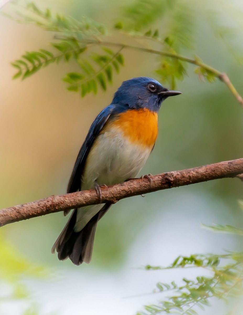 Blue-throated Flycatcher - ML495668531
