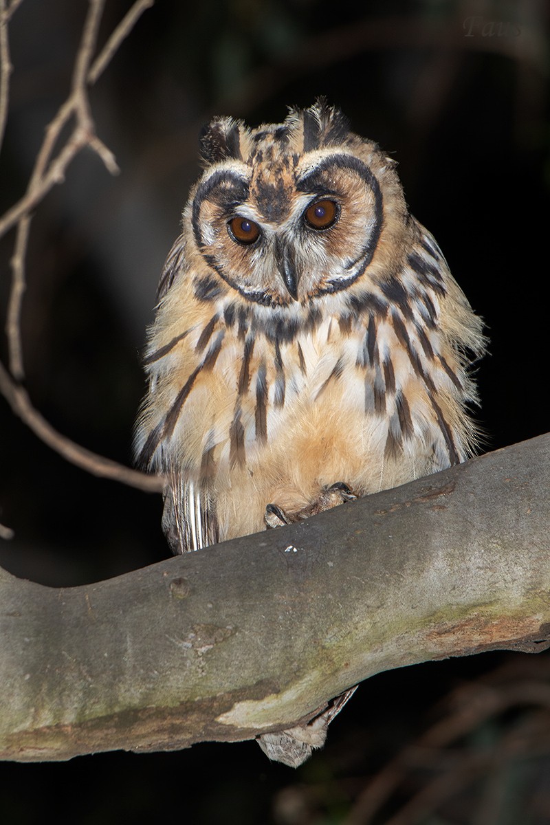 Striped Owl - ML495668871