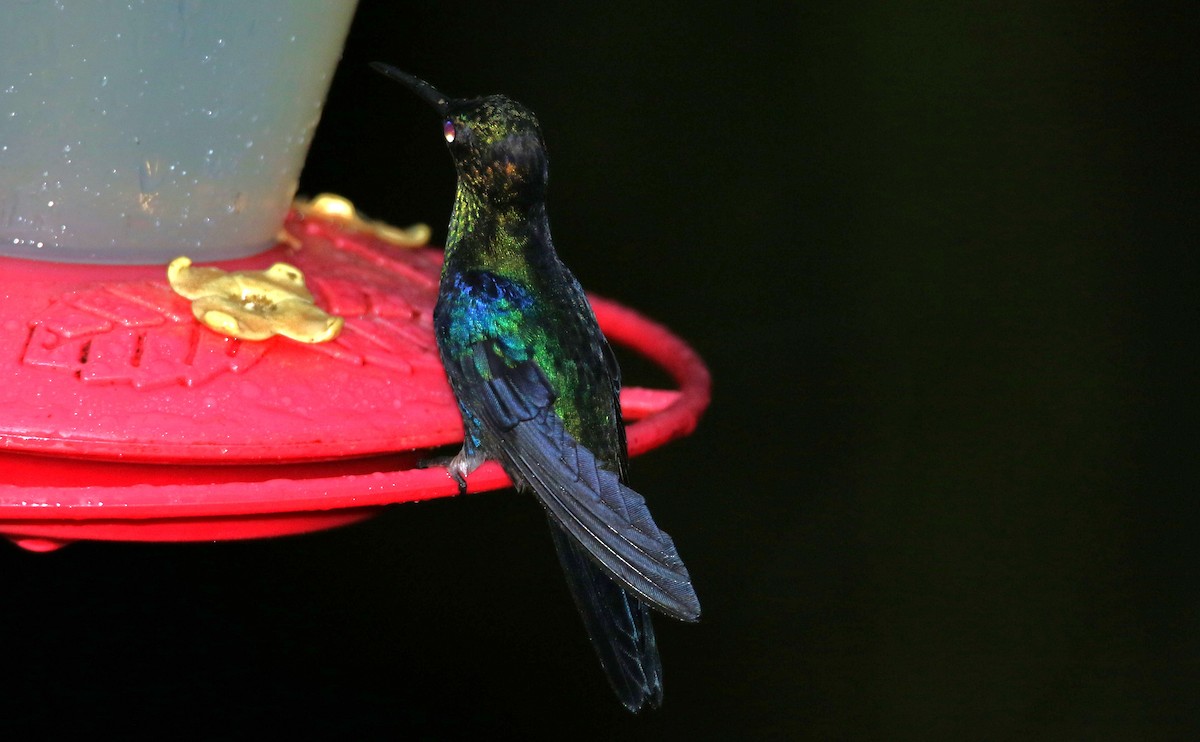 kolibřík vidloocasý [skupina fannyae]/(ssp. hypochlora) - ML495668891