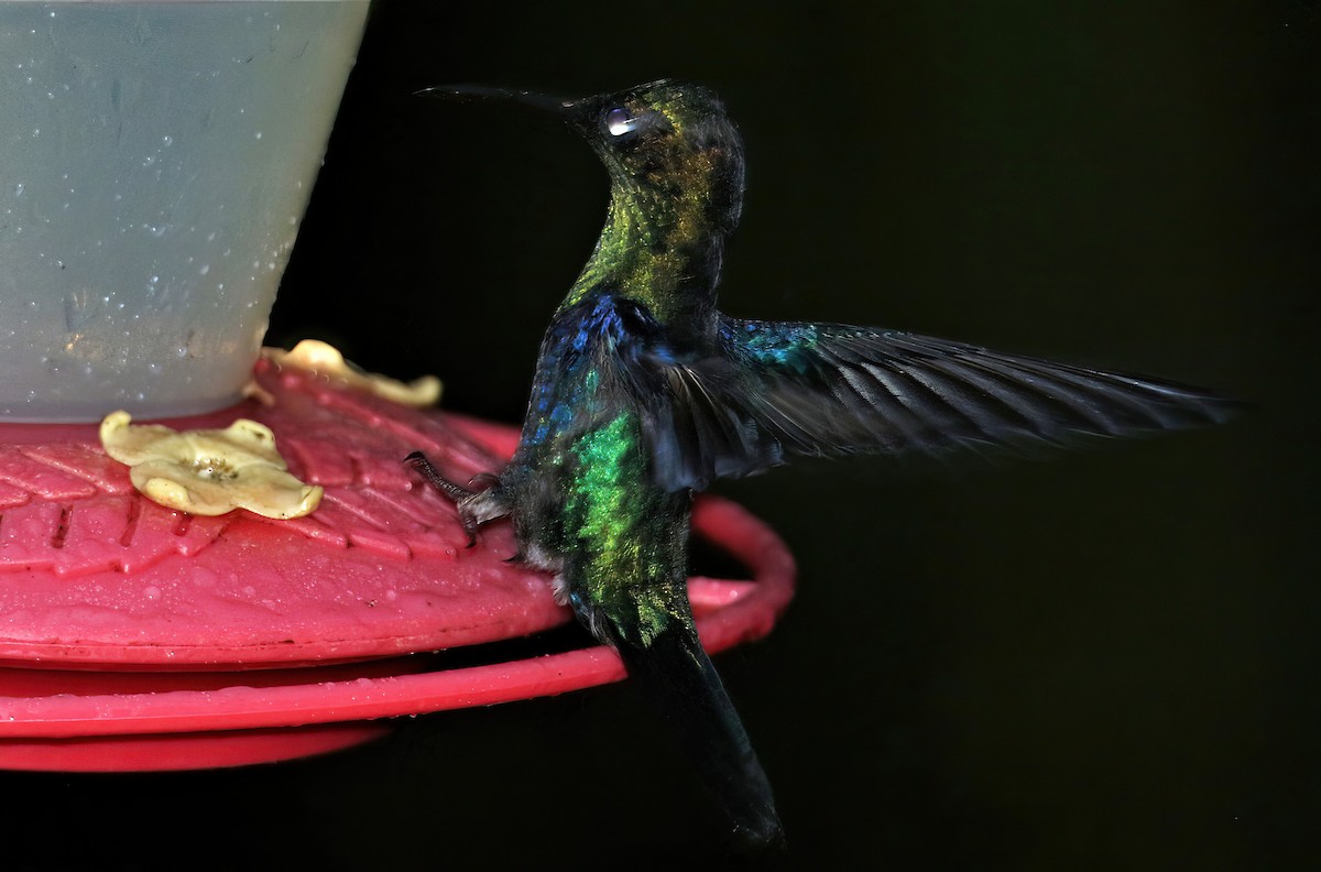 kolibřík vidloocasý [skupina fannyae]/(ssp. hypochlora) - ML495668901