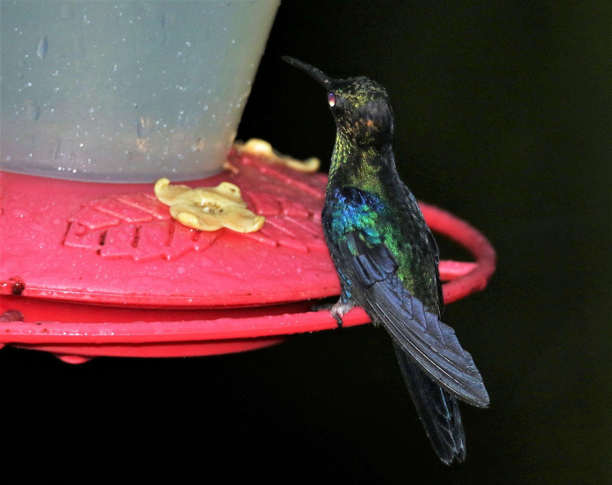 kolibřík vidloocasý [skupina fannyae]/(ssp. hypochlora) - ML495668911