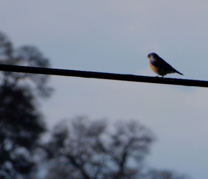 Western Bluebird - ML49566951