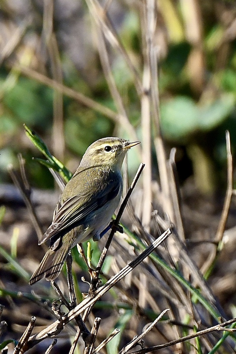 Willow Warbler - ML495669521