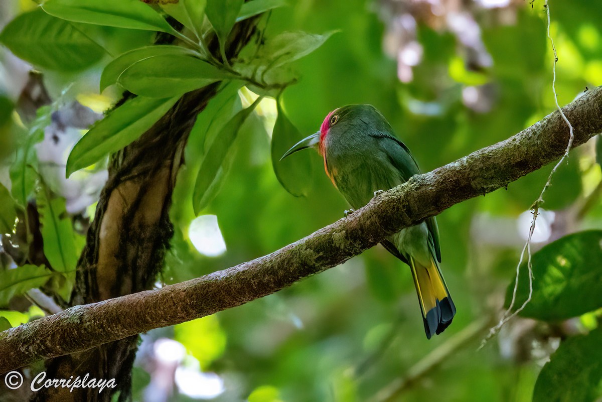 Red-bearded Bee-eater - ML495669841