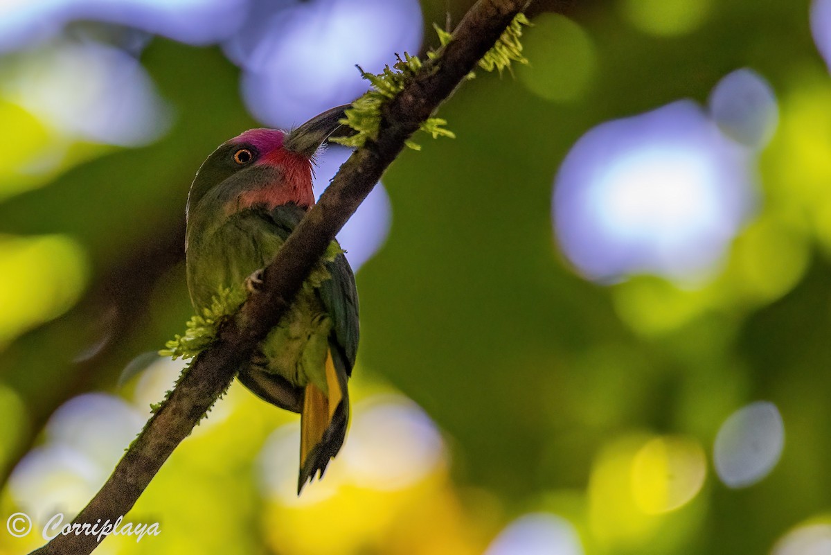 Red-bearded Bee-eater - ML495669851