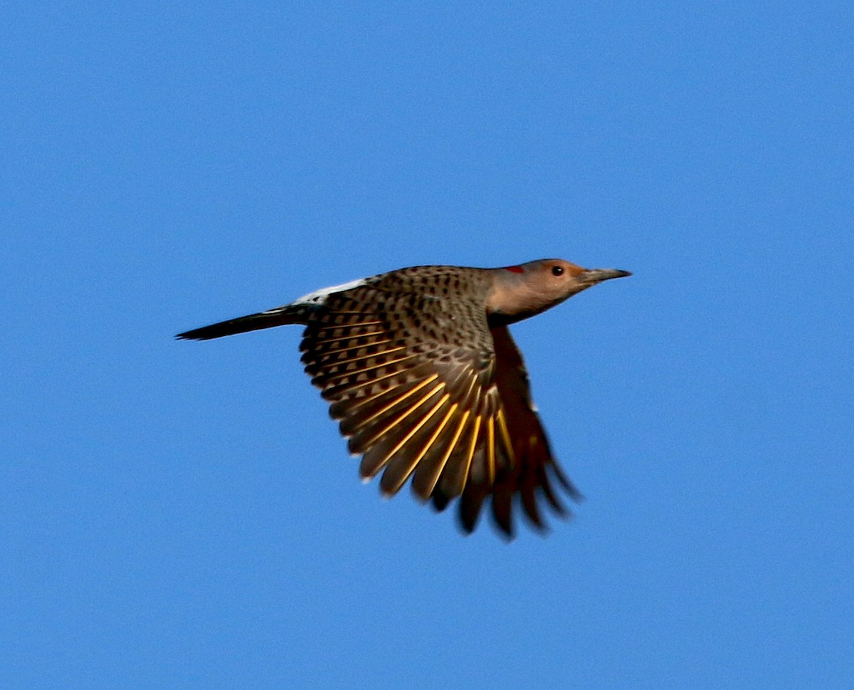 Northern Flicker - ML495670131