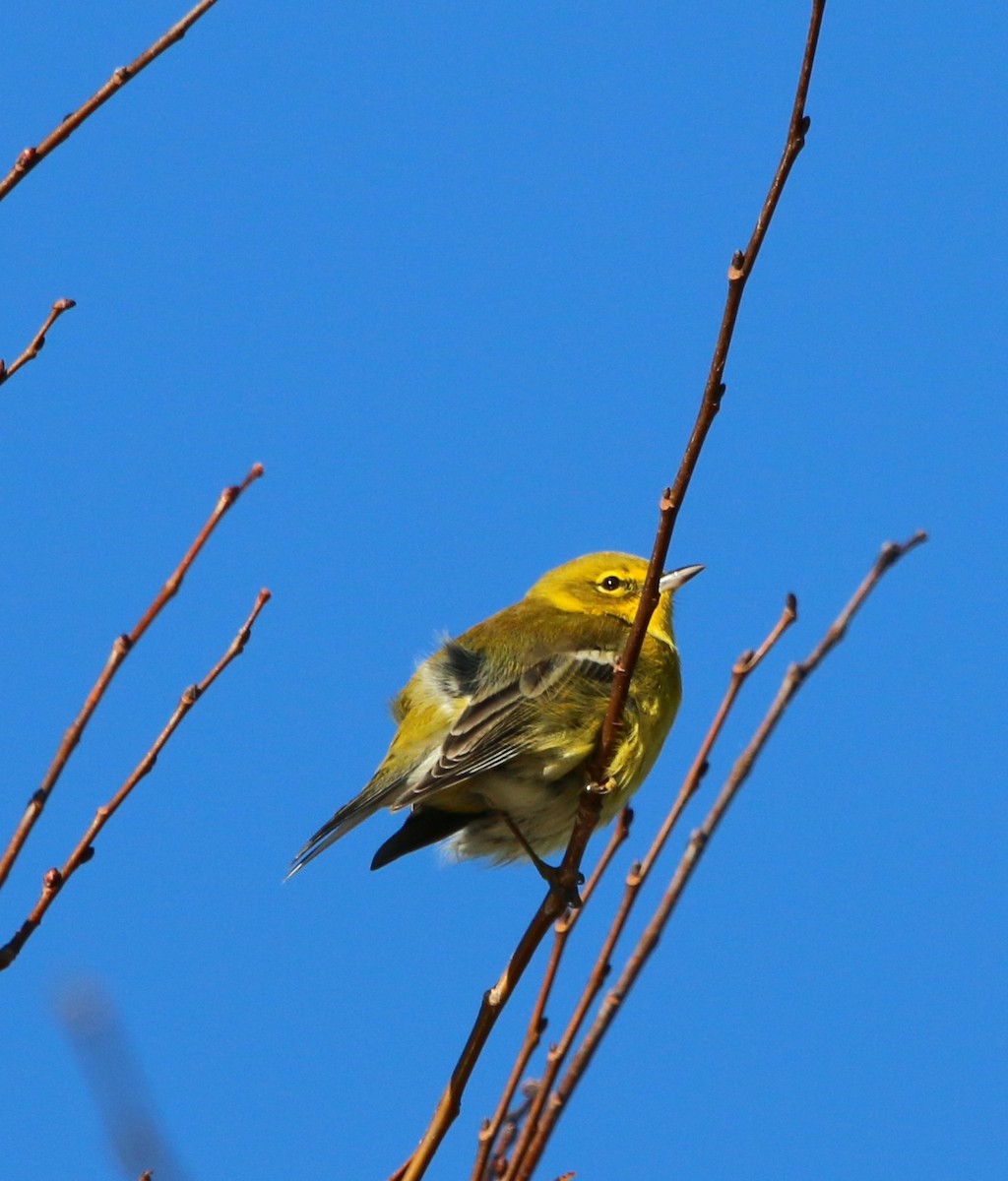 Pine Warbler - ML495670281