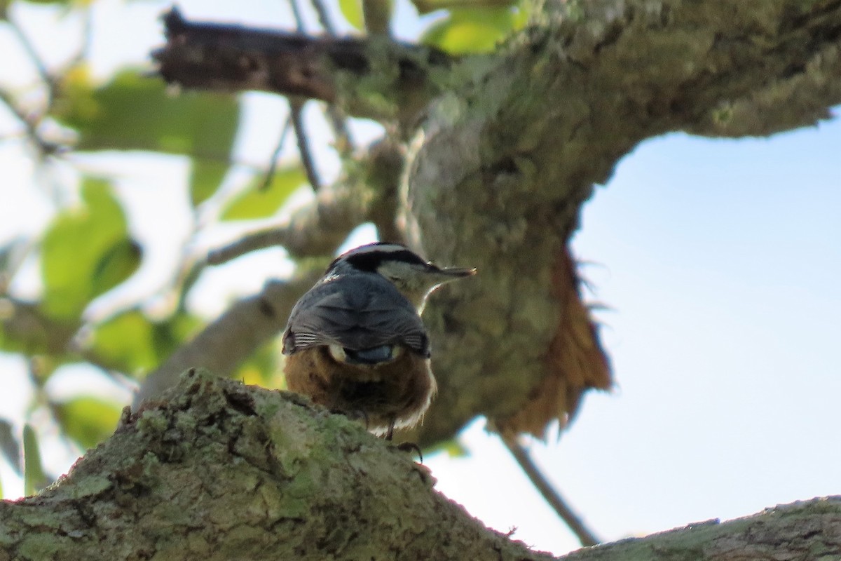 Red-breasted Nuthatch - ML495672021