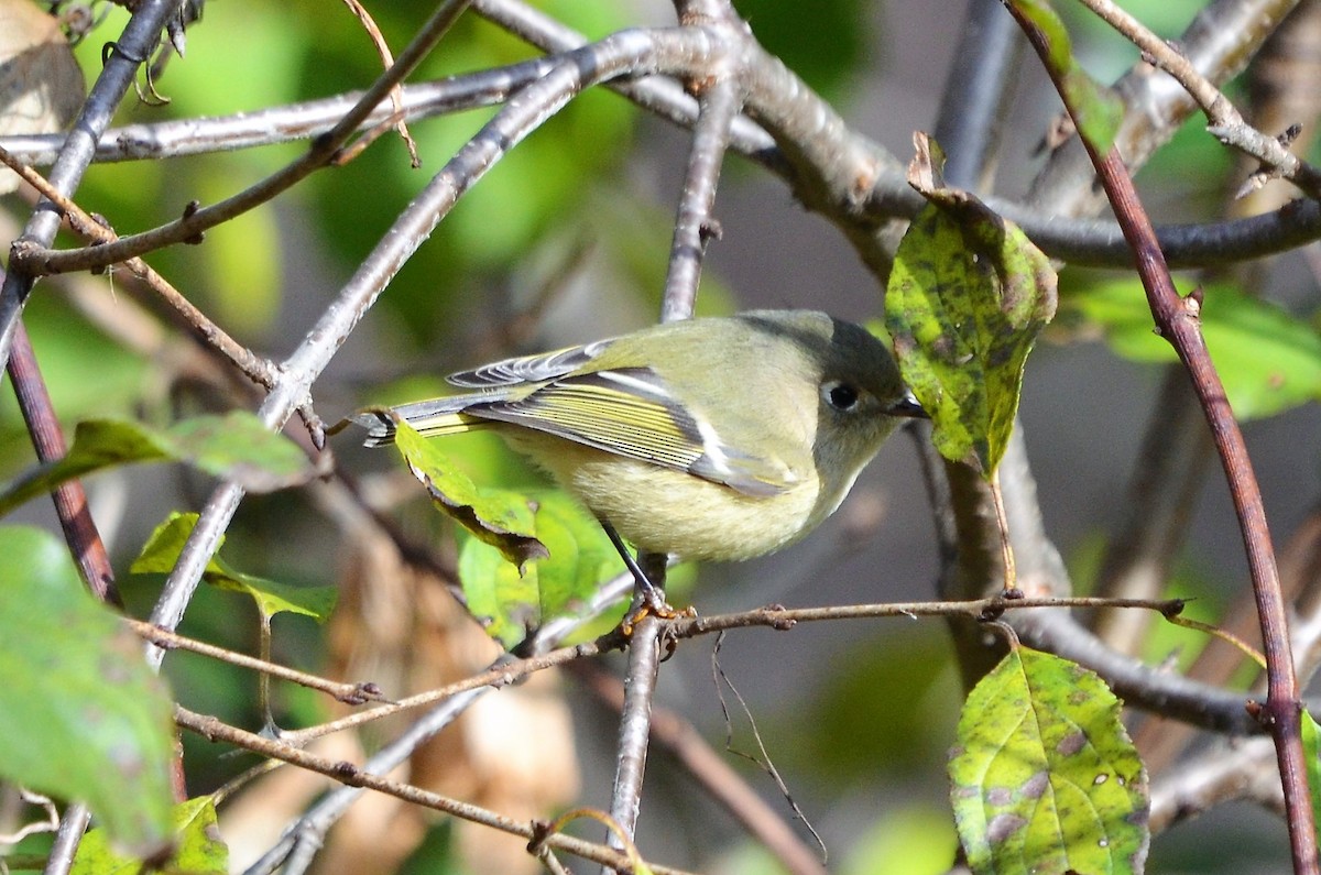 Ruby-crowned Kinglet - ML495672811