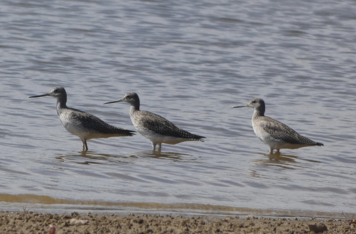 Greater Yellowlegs - ML495673701