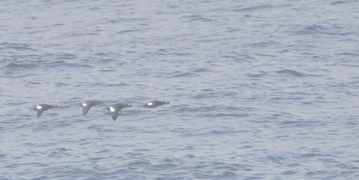 White-winged Scoter - ML495673971