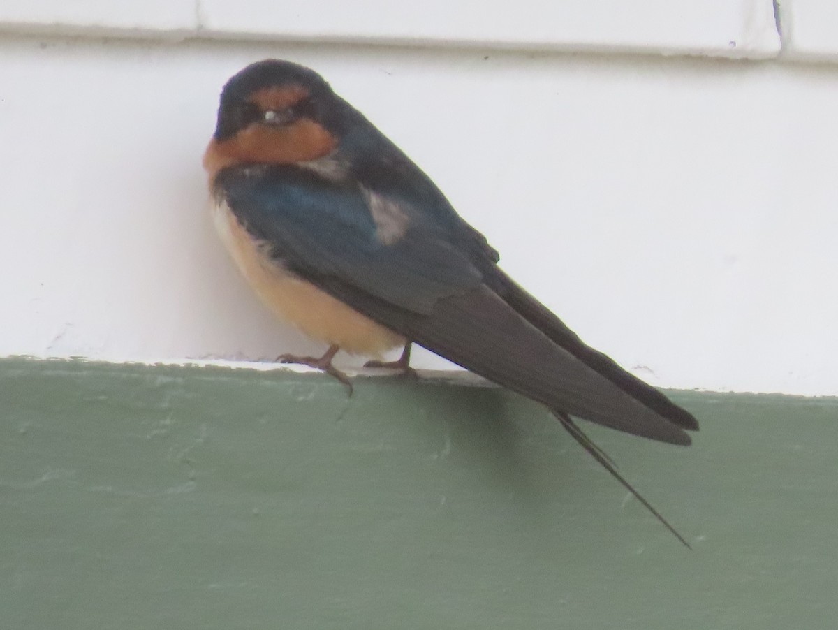 Barn Swallow - ML495674101