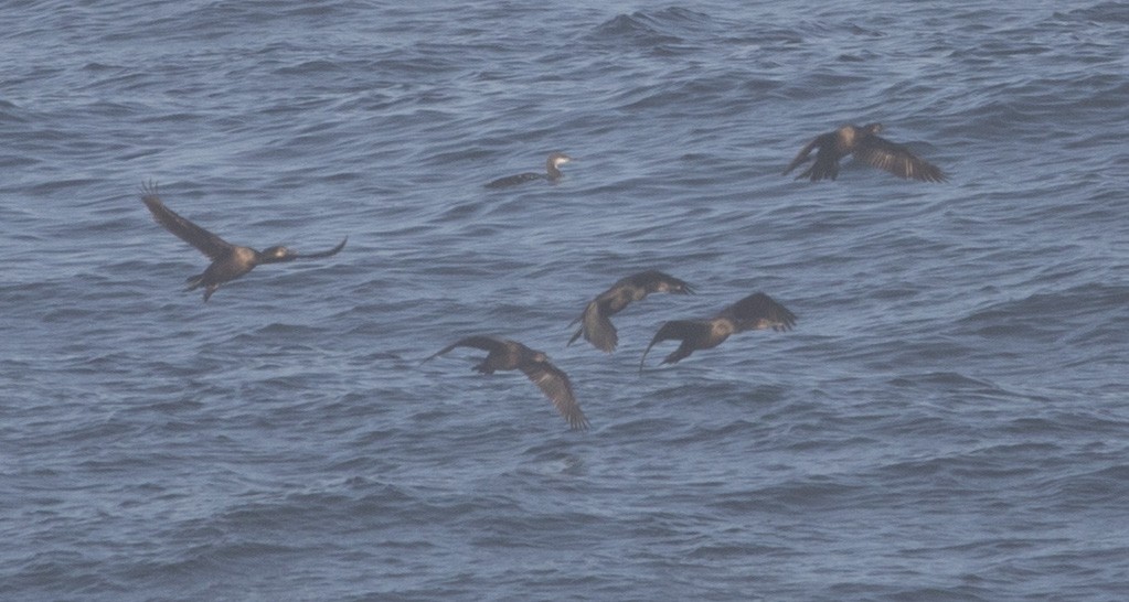 Brandt's Cormorant - ML495675471