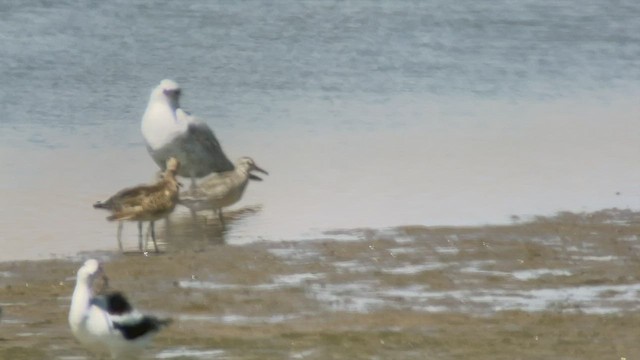 Döğüşkenkuş - ML495675561