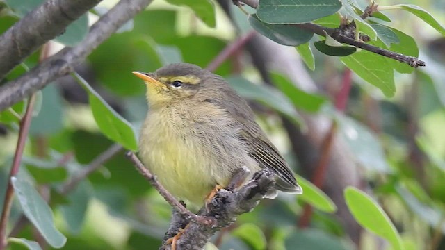 黃腹柳鶯(affinis/perflavus) - ML495675951