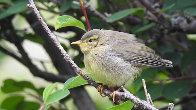 キバラムシクイ（affinis/perflavus） - ML495675961