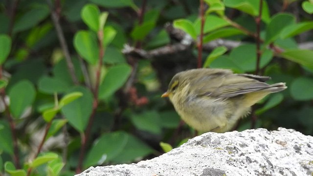 Pouillot de Tickell (affinis/perflavus) - ML495675971