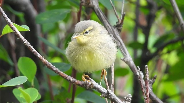 黃腹柳鶯(affinis/perflavus) - ML495675981