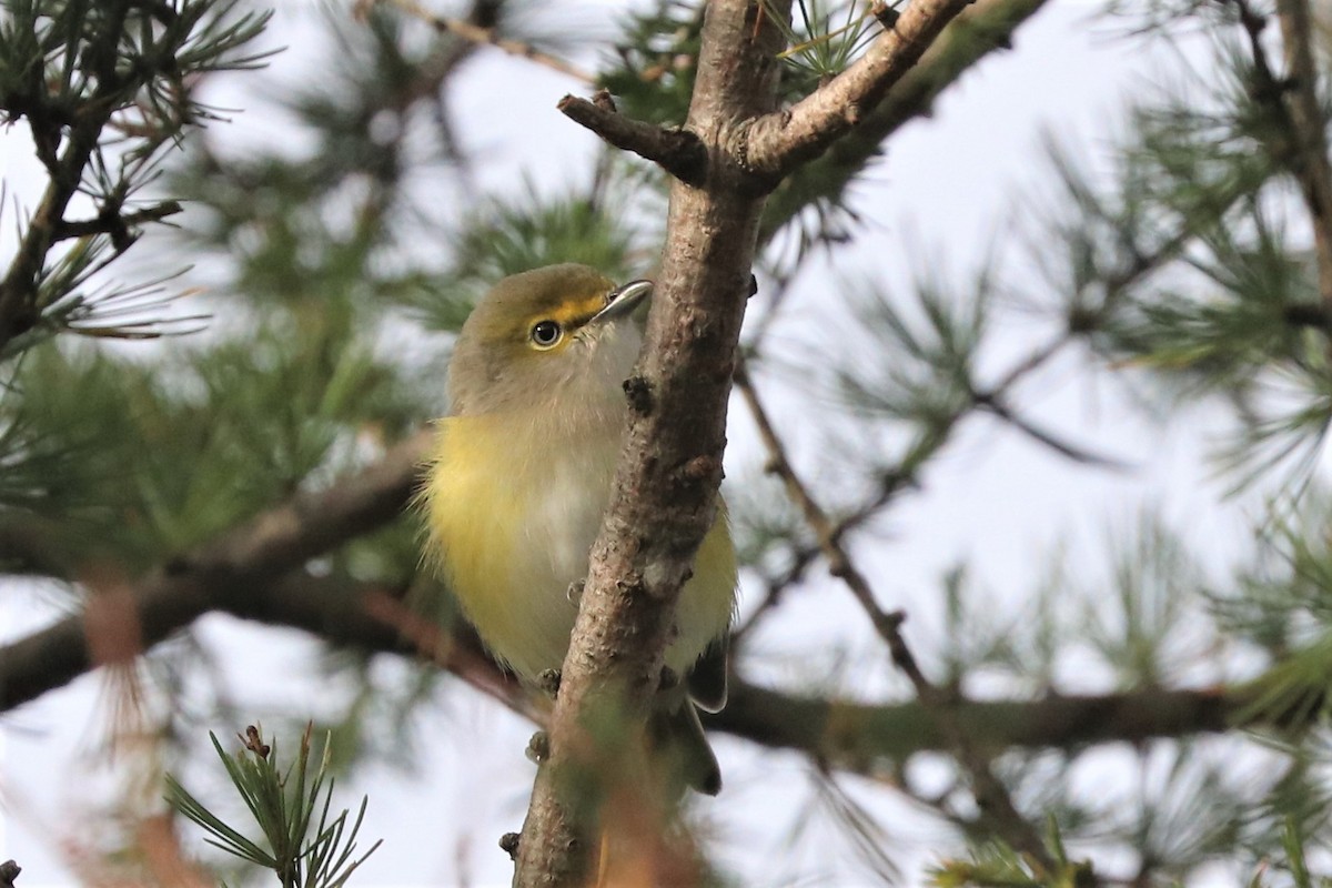 Weißaugenvireo - ML495676211