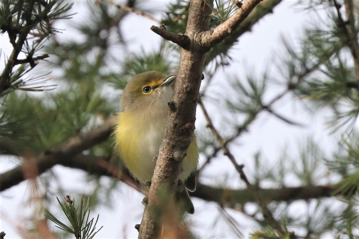 White-eyed Vireo - ML495676211