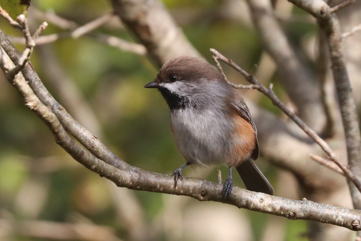 Boreal Chickadee - Jim Edsall