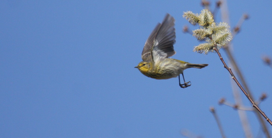 Cape May Warbler - Nick Anich