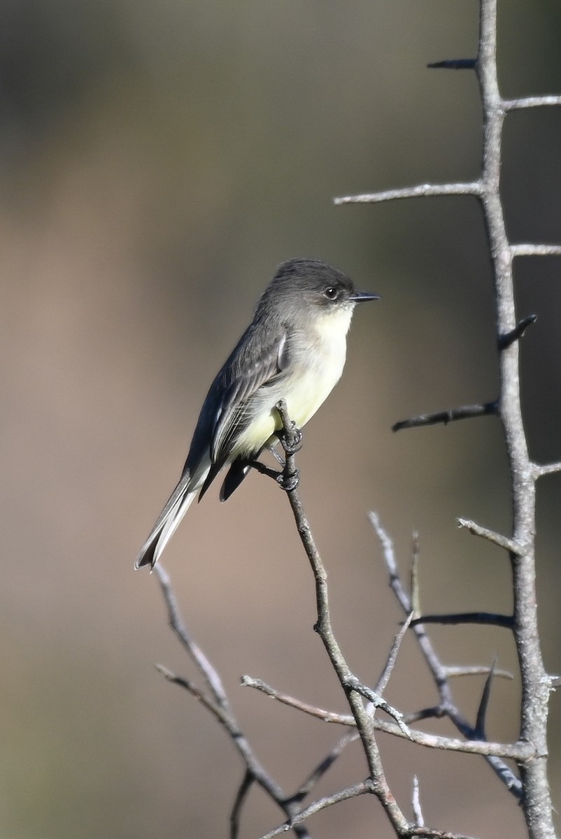 Eastern Phoebe - ML495676871