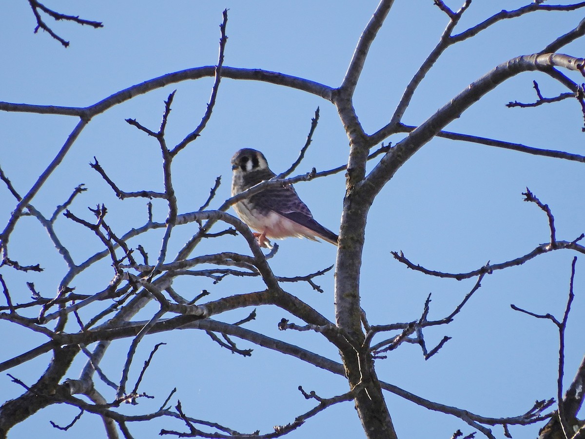 American Kestrel - ML49567781