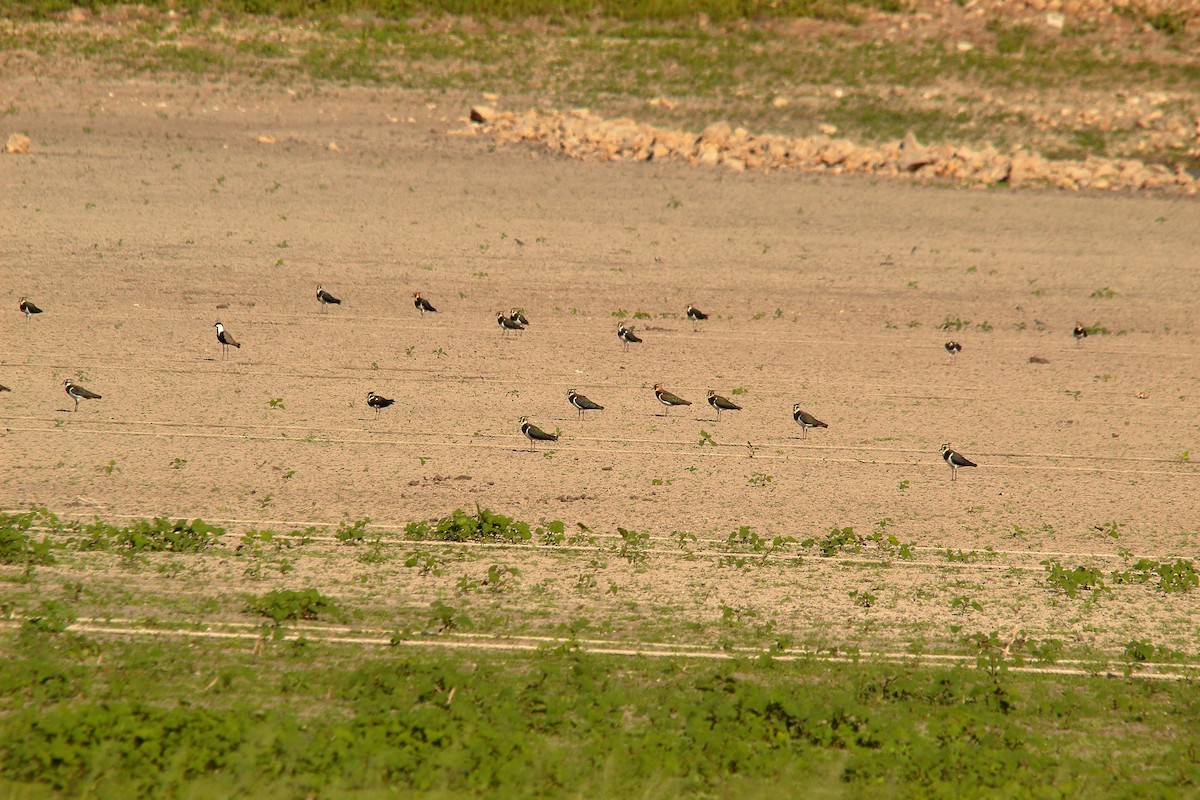 Northern Lapwing - Jordan Grau