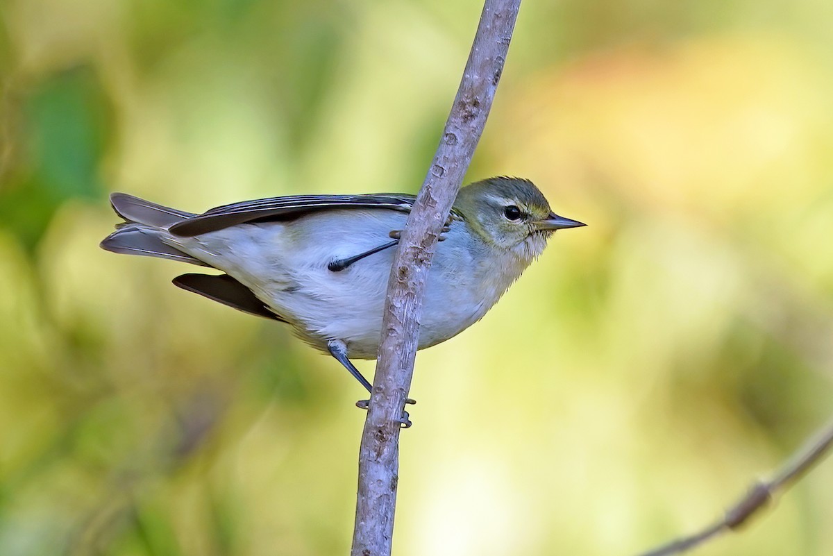 Tennessee Warbler - Zeno Taylord-Hawk