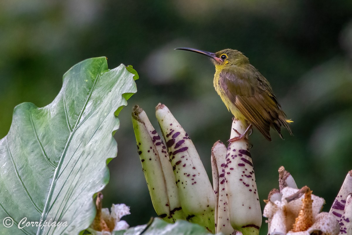 Yellow-eared Spiderhunter - Fernando del Valle