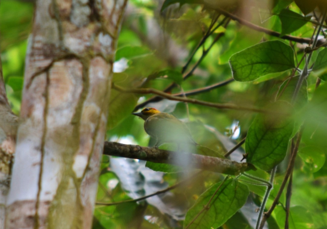 Yellow-throated Woodpecker - ML495681031