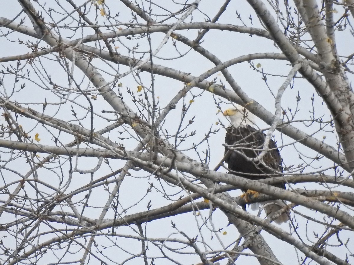 Bald Eagle - ML495681111