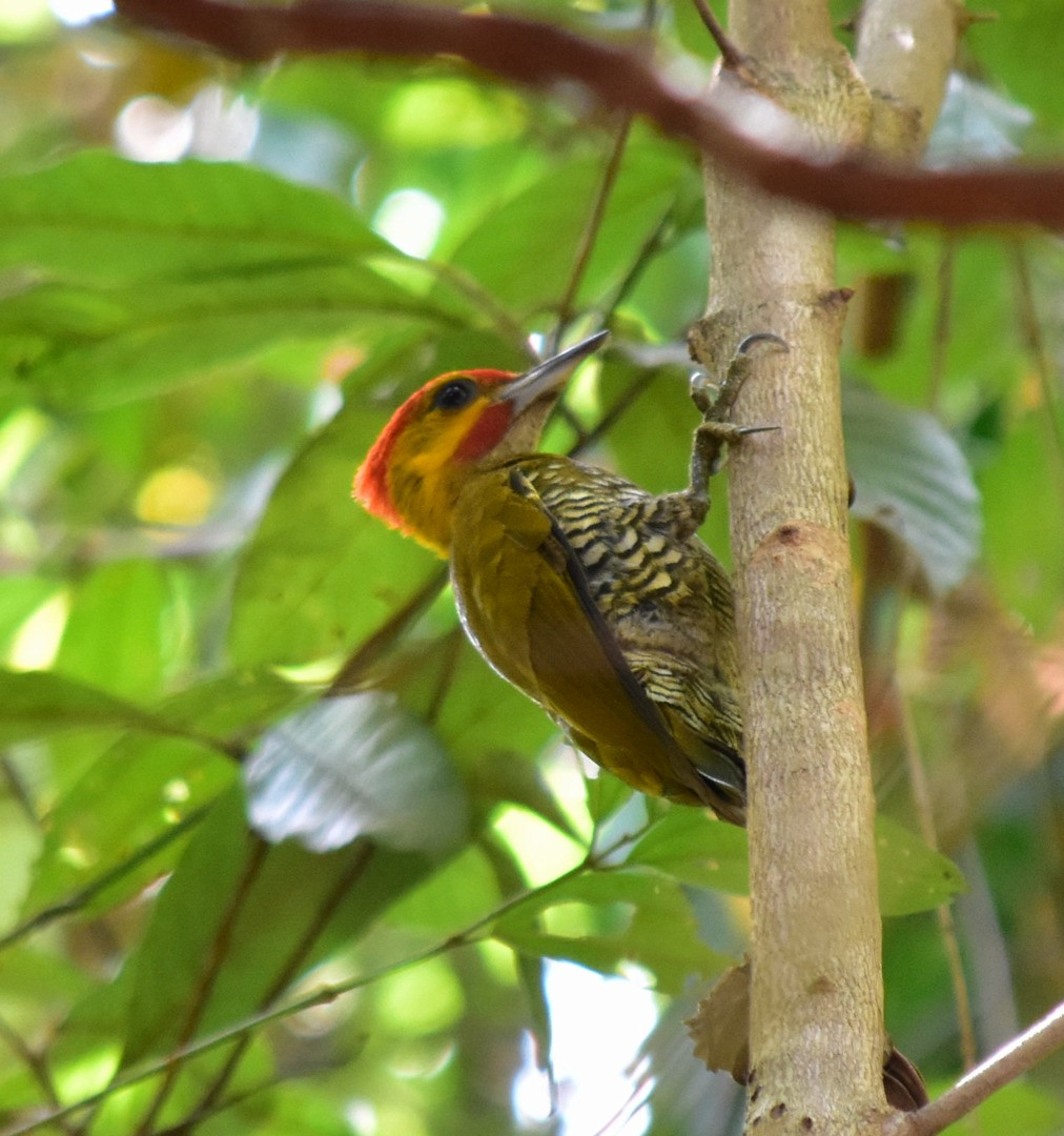 White-throated Woodpecker - Anderson  Sandro