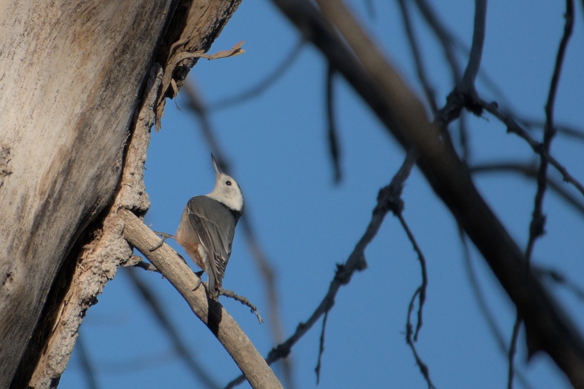 White-breasted Nuthatch - ML495682641