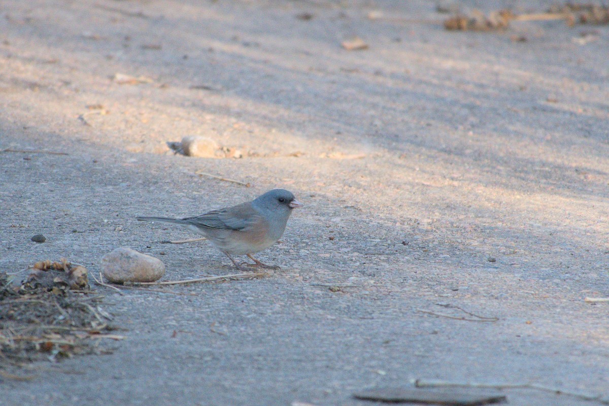 Dark-eyed Junco - ML495682671