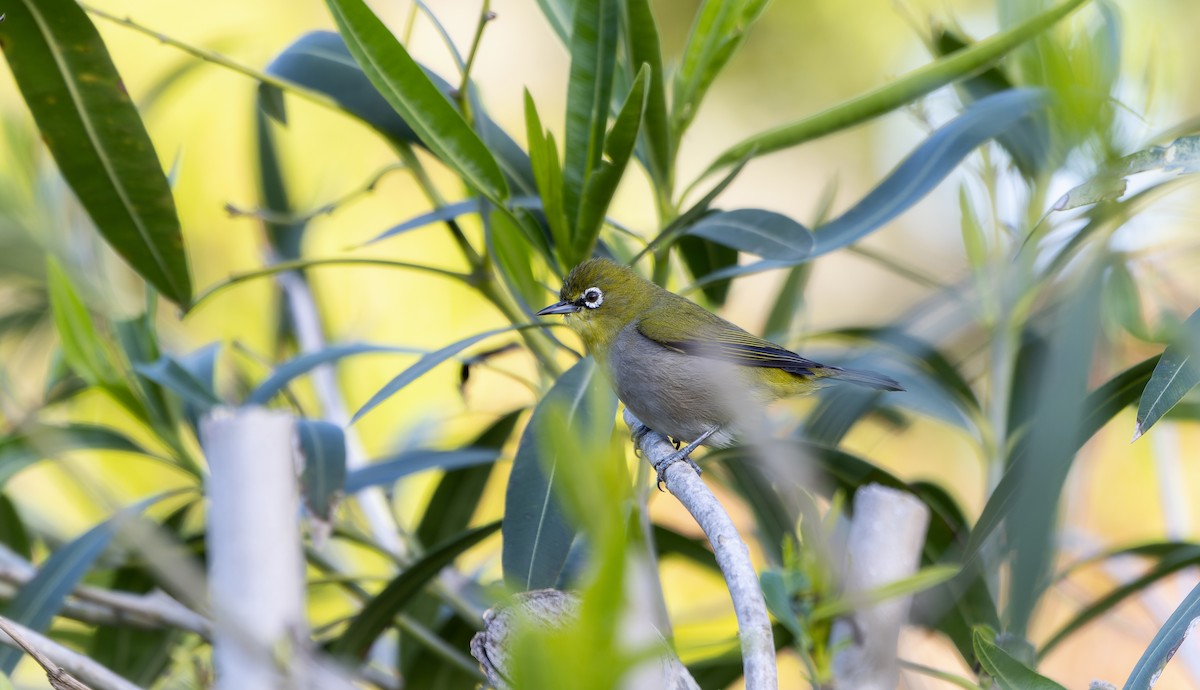 Cape White-eye - ML495683141