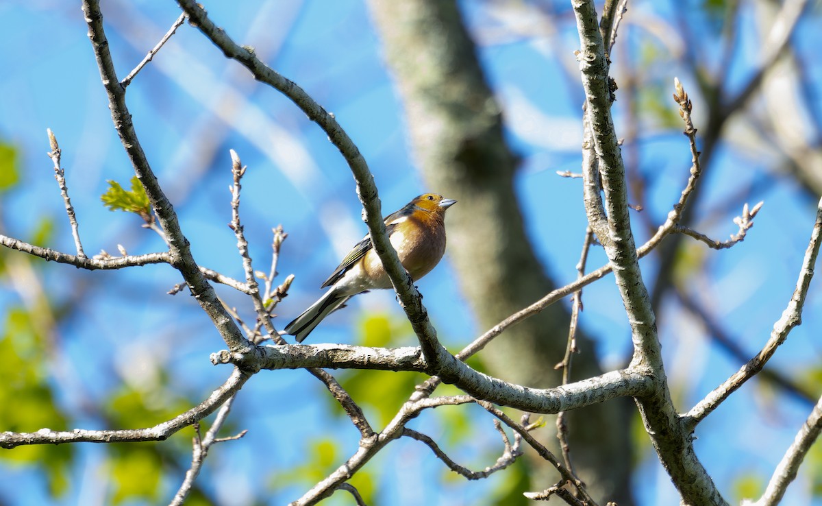 Common Chaffinch - ML495683231