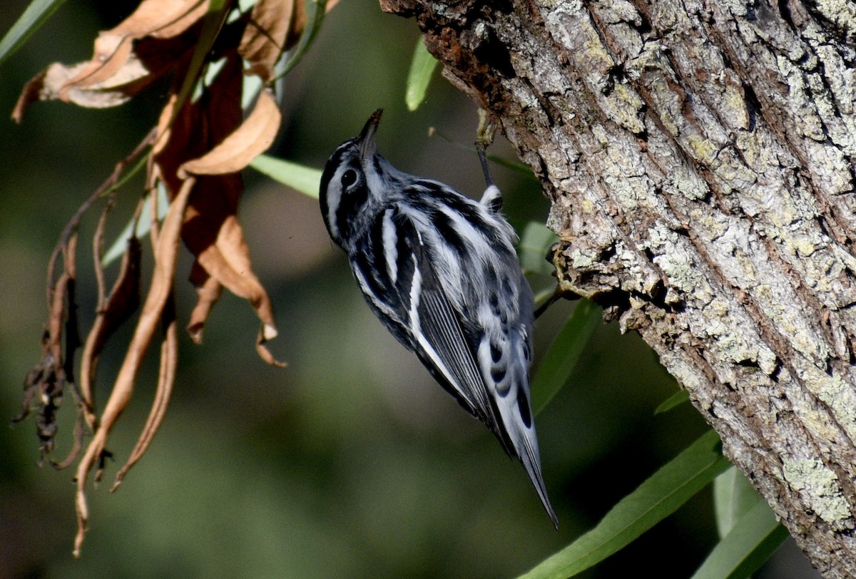 Black-and-white Warbler - ML495683431