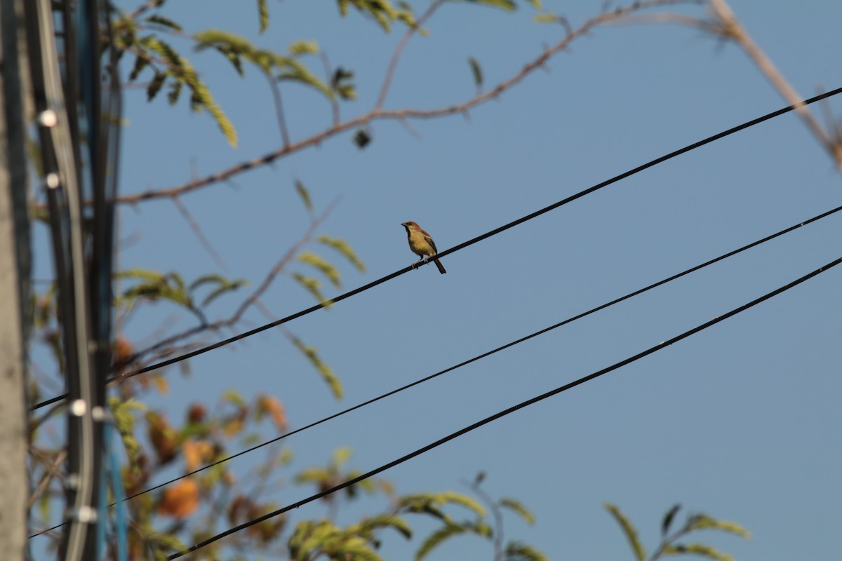 Plain-backed Sparrow - Rik Feije