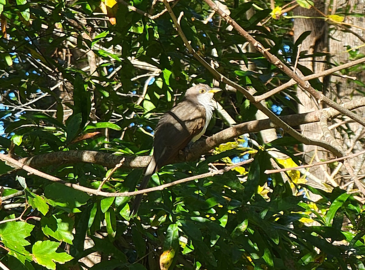 Yellow-billed Cuckoo - ML495685111