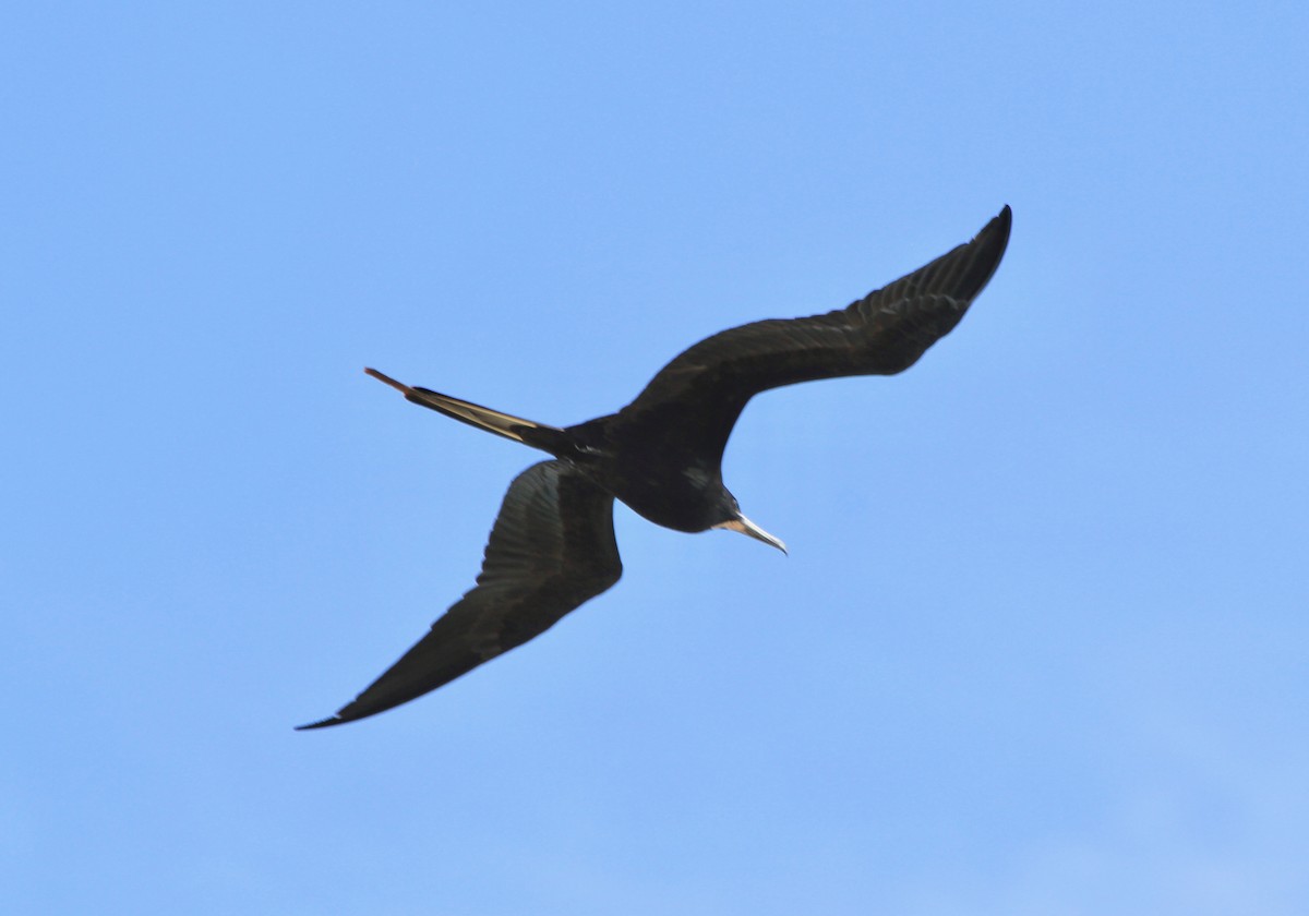 Magnificent Frigatebird - ML495685921