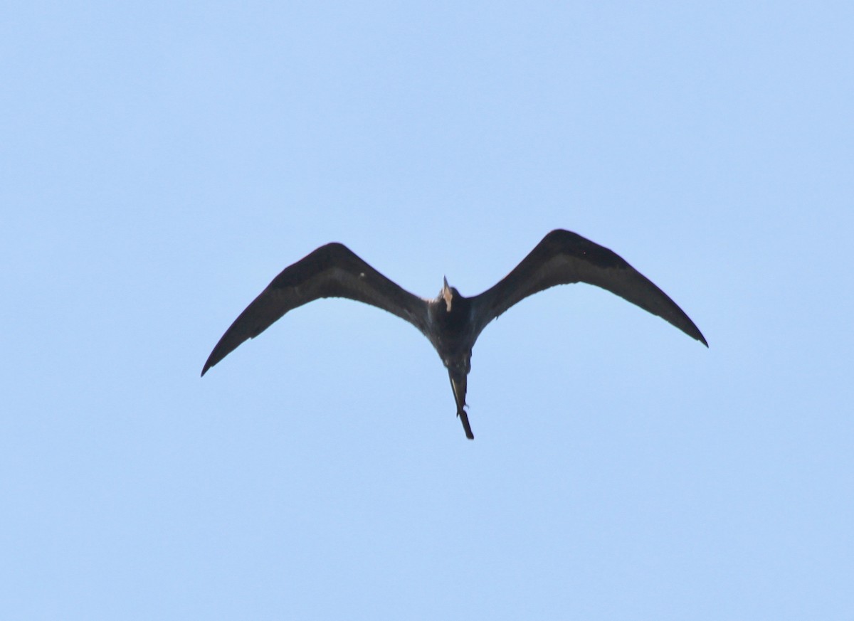 Magnificent Frigatebird - ML495685941