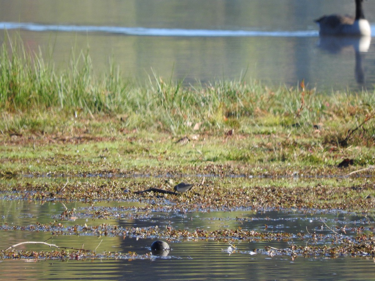 shorebird sp. - ML495685981