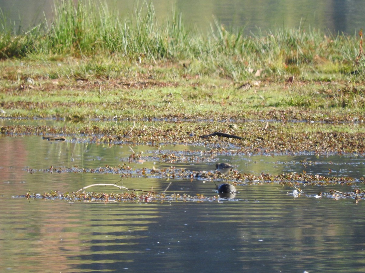 shorebird sp. - ML495685991
