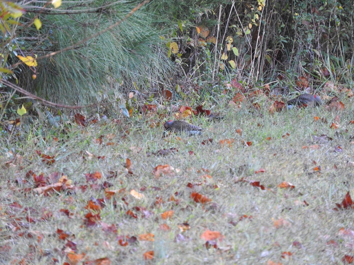 Northern Flicker - ML495686101