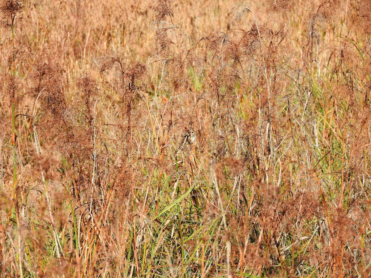 Song Sparrow - ML495686181