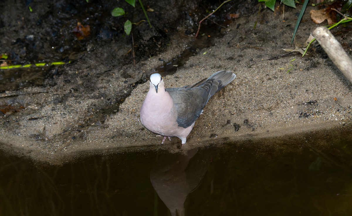 Red-eyed Dove - ML495687371