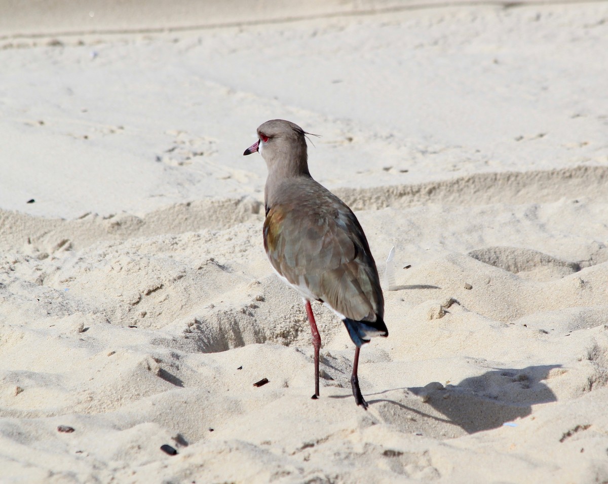 Southern Lapwing - ML495688011